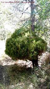 Pino carrasco - Pinus halepensis. Escoba de bruja. Can de la Tinaja - Jan