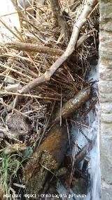 Presa de Casas Nuevas. Tapn de ramas que se ha formado entre los molinos