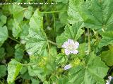 Malva enana - Malva neglecta. Jan