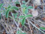 Hierba de la plata - Argyrolobium zanonii. Pitillos. Valdepeas