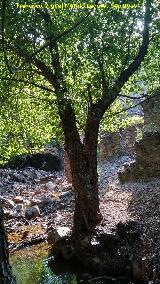 Molino del Batn. Arroyo y restos del Molino del Batn