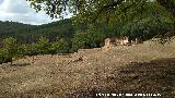 Cortijo del Hornillo. 