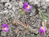 Boca de dragn - Antirrhinum majus. Paraje Gins - Ardales