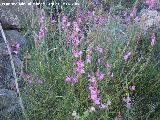 Boca de dragn - Antirrhinum majus. Alcaudete