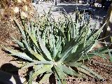 Cactus Aloe vera - Aloe vera. Navas de San Juan