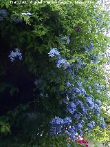 Celestina - Plumbago auriculata. Crdoba