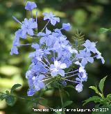 Celestina - Plumbago auriculata. Cazorla