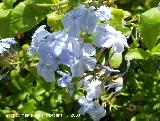 Celestina - Plumbago auriculata. Benalmdena