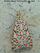 Polilla Nomeolvides - Utetheisa pulchella. Cstulo - Linares