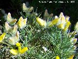 Piorno blanco - Echinospartum boissieri. Majadillas - Valdepeas de Jan