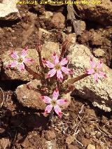 Pistorinia hispanica - Pistorinia hispanica. La Camua - Castillo de Locubn