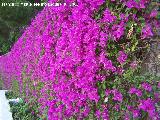 Buganvilla - Bougainvillea glabra. Benalmdena