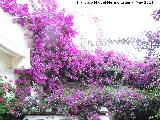 Buganvilla - Bougainvillea glabra. Casa de la Calle Barrionuevo n 22 - Crdoba