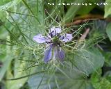 Arauela - Nigella damascena. Navas de San Juan