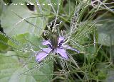 Arauela - Nigella damascena. Navas de San Juan