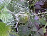 Arauela - Nigella damascena. Navas de San Juan