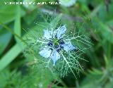 Arauela - Nigella damascena. Los Caones. Los Villares