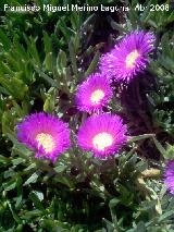 Uas de len - Carpobrotus edulis. Linares