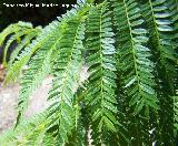 Acacia de Constantinopla - Albizia julibrissin. Benalmdena