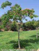 Acacia de Constantinopla - Albizia julibrissin. Benalmdena