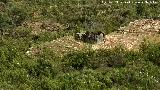 Dolmen del Pozuelo IV. 