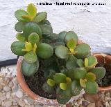 Crsula ovata - Crassula ovata. Navas de San Juan