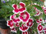 Clavel del poeta - Dianthus barbatus. Los Villares