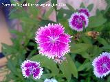 Clavel del poeta - Dianthus barbatus. Los Villares