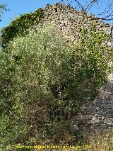 Ermita del Pla de Petracos. 