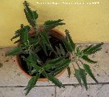 Espinazo del Diablo - Kalanchoe daigremontiana. Los Villares