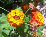 Bandera espaola - Lantana camara. Benalmdena