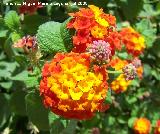 Bandera espaola - Lantana camara. Benalmdena