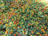 Bandera espaola - Lantana camara. Benalmdena