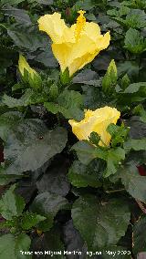 Rosa de China - Hibiscus rosa-sinensis. Ja�n