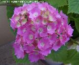 Hortensia - Hydrangea macrophylla. Navas de San Juan