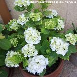 Hortensia - Hydrangea macrophylla. Navas de San Juan