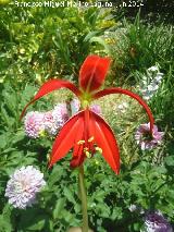 Flor de lis - Sprekelia formosissima. Castillo de Locubn