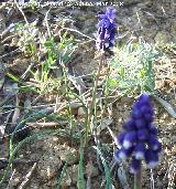 Nazareno - Muscari botryoides. Jan