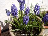 Nazareno - Muscari botryoides. Navas de San Juan