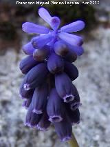 Nazareno - Muscari botryoides. Pea Grajera - Mancha Real