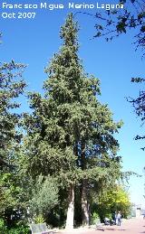 Ciprs horizontal - Cupressus sempervirens horizontalis. Cazorla