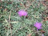 Cardo acaule - Cirsium acaule. Prado Maguillo - Santiago Pontones