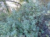 Durillo - Viburnum tinus. Baizuela - Torredelcampo