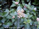 Durillo - Viburnum tinus. Jan