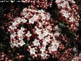 Durillo - Viburnum tinus. Los Villares