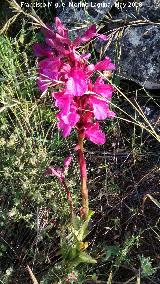 Orqudea Papilonacea - Orchis papilonacea. La Nava - Castillo de Locubn