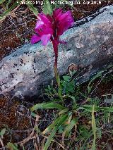 Orqudea Papilonacea - Orchis papilonacea. Los Villares