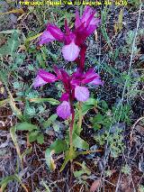 Orqudea Papilonacea - Orchis papilonacea. Los Villares