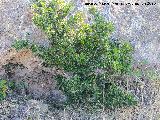 Boj - Buxus sempervirens. Huelga de los Olivos - Santiago Pontones