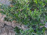 Boj - Buxus sempervirens. Huelga de los Olivos - Santiago Pontones